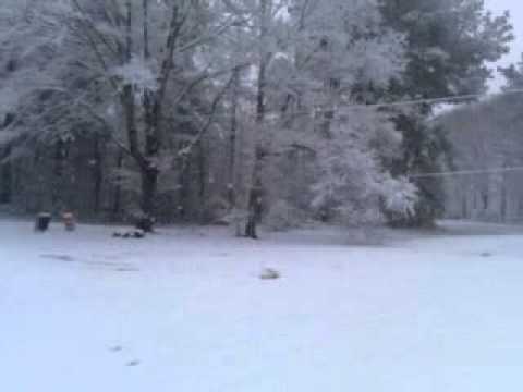 Sudden snow in forest, ms