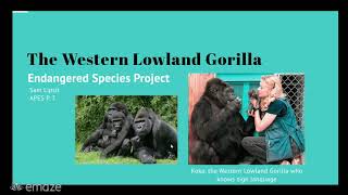 APES Endangered Species Project- Western Lowland Gorilla