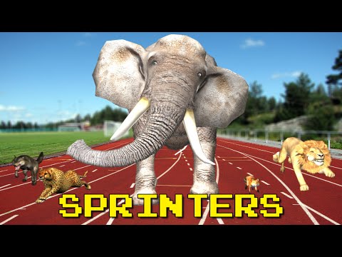 Sprinters - Multiplayer Video