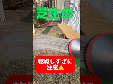 菜園や芝生に大きな白い虫が？それらを取り除き、植物を救う方法は次のとおりです。  庭園