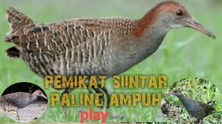 Download lagu SUARA PIKAT BURUNG SINTAR DIJAMIN AMPUH!!!@zaniehunter mp3 Download lagu SUARA PIKAT BURUNG SINTAR DIJAMIN AMPUH!!!@zaniehunter mp3