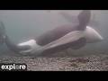 LIVE Orca Cam Strider Rubbing Beach Underwater OrcaLab Explore Org