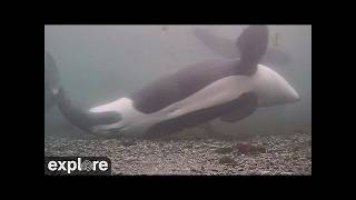 LIVE Orca Cam: Strider Rubbing Beach Underwater - OrcaLab | explore.org
