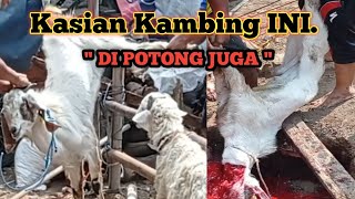 Download lagu Proses kambing di potong | kurban kambing mp3