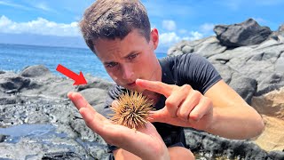 SEA URCHIN STING! Worst Pain Ever?!?