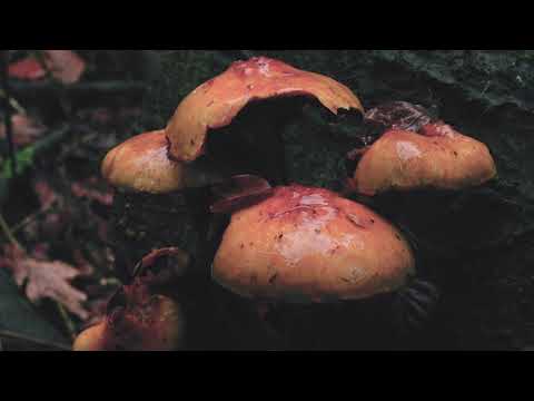 LVMBRE - FULL MOON CHANT  (Spanish with Eng subs)