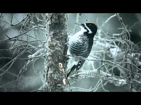 Fargo Season 2 (Teaser 'Peck, Peck.. Boom, Boom..')