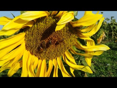 Осенний подсолнух рулит !!! пасека