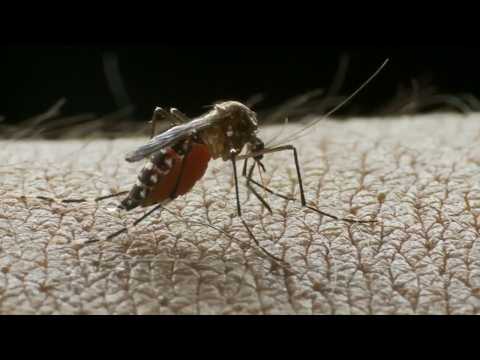 Dengue se incrementa en San Martín, autoridades piden apoyo de la población en la limpieza