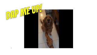 Ashswag Teaches His Dog A Trick