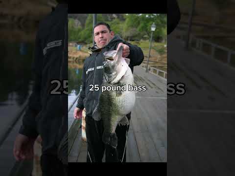 Giant rainbow trout 😳 #shorts #fishing #trout