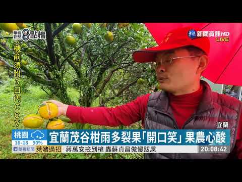 宜蘭茂谷柑雨多裂果｢開口笑｣ 果農心酸