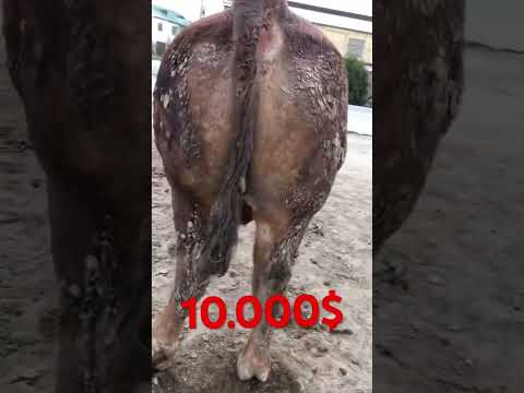 1 TONA KOP #navos#hokiz #molbozar