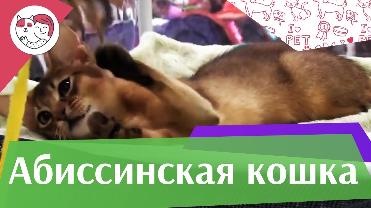 Абиссинская кошка на Кэтсбург 17 ilikepet