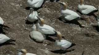 preview picture of video 'Muriwai Beach Gannets withChicks'