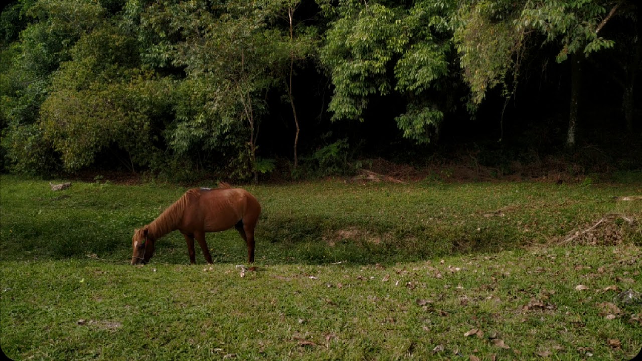 Um cavalo olhou pro céu com esperanças de fuga (2021) - TEASER