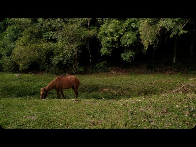Um cavalo olhou pro céu com esperanças de fuga (2021) - TEASER