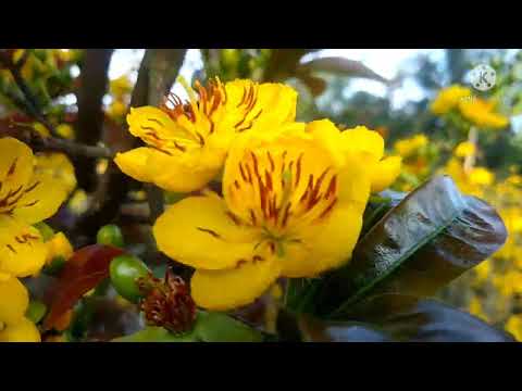 ae ngắm xem mai lùm đồng tiền nở dày cây .ae xem nhớ đăng kí kênh hoan nhé.😎