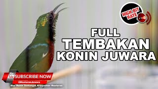 Download lagu 🔴 NEMBAK CILILIN - Kolibri Ninja Full Isian Lagu Roll Tembak - KONIN FULL NEMBAK mp3