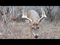Mt. Pleasant - January '23 - Piebald whitetail deer, Big bucks