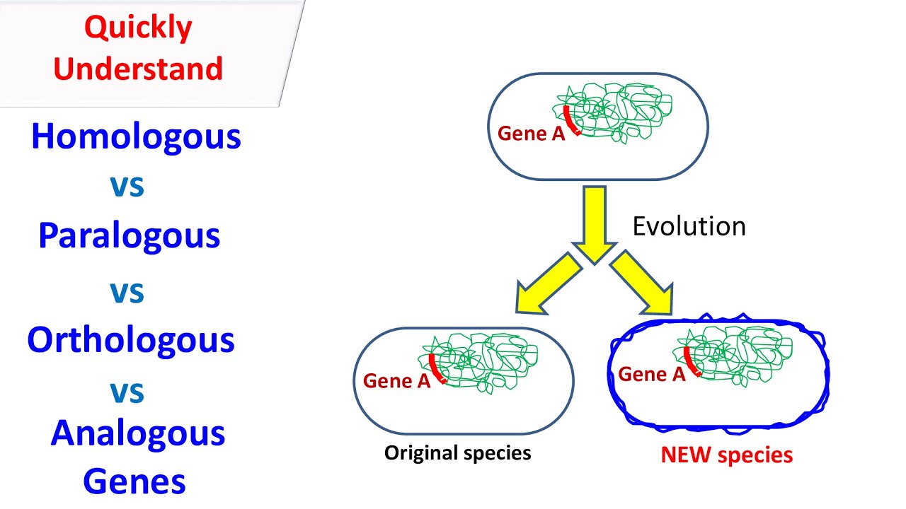 Homologous, Orthologous, paralogous, Analogous genes.