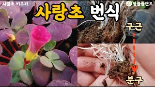 사랑초 번식 