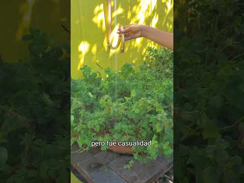 Yerbabuena