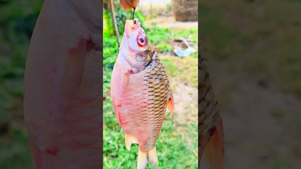 Grilled Fish Fails and Success Stories – A Kitchen Disaster