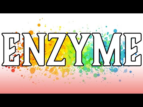 Enzyme und Verdauung - Die zauberhafte Welt der Fermente