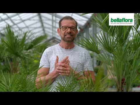 Palmen - Expertentipps von Karl Ploberger