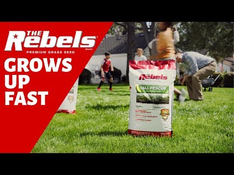 , title : 'Grow a Lush, Green Lawn with The Rebels Premium Grass Seed'