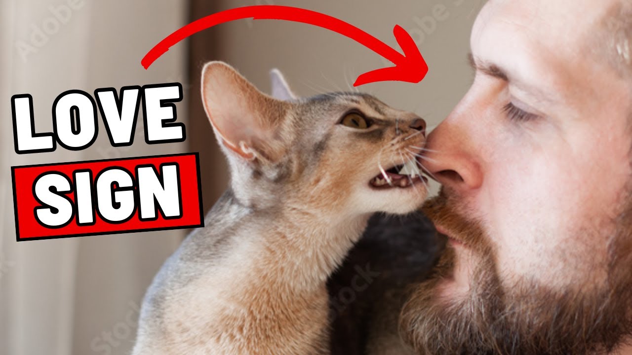 16 Signs Your Cat Considers You Their Parent
