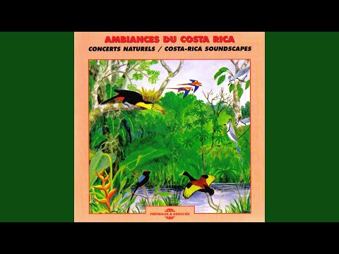 Psaroculius Montezuma - Montezuma Oropendola