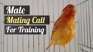 Download lagu Powerful continuous Canary singing - Hd live Isabel Canary song mating Call for training mp3