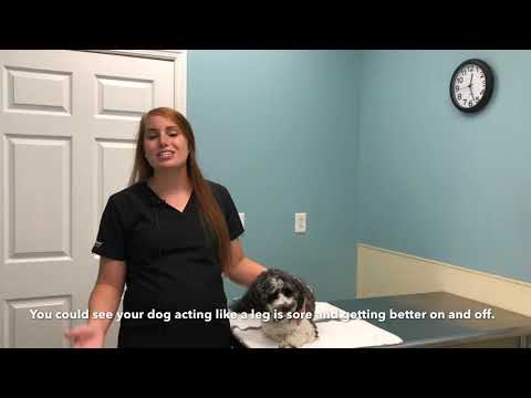 Fleas and Ticks Q&A