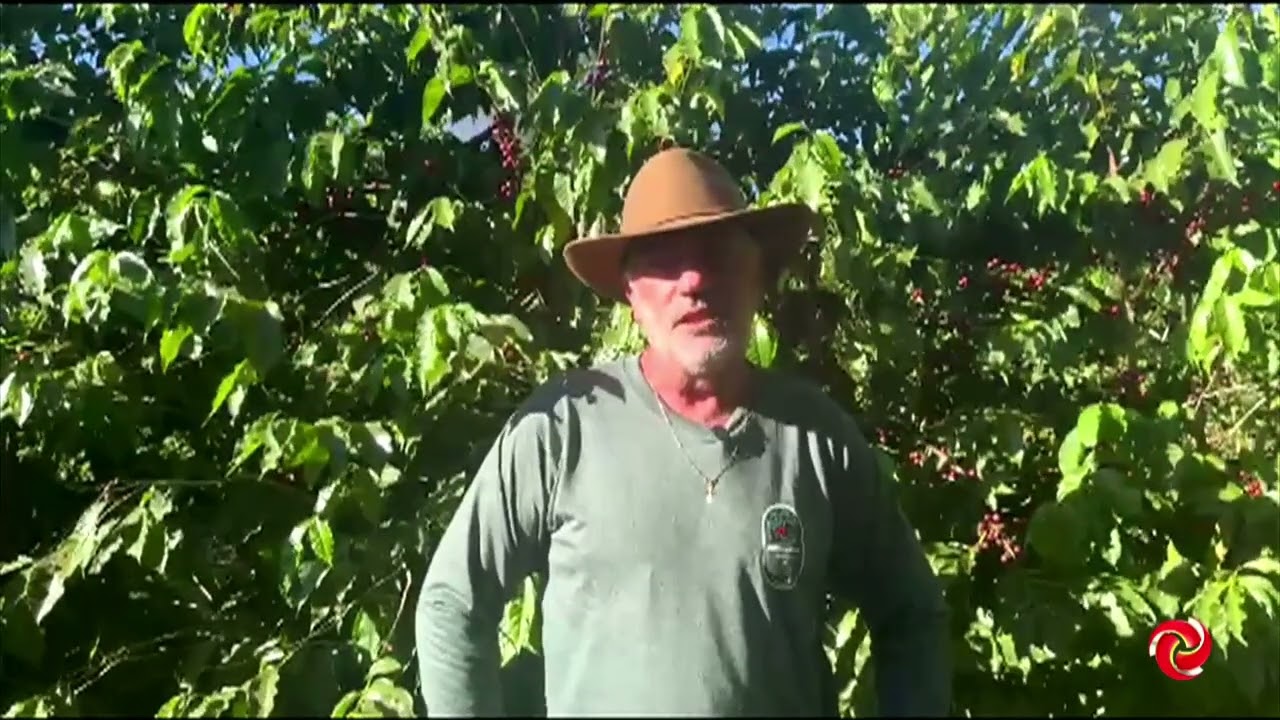 A colheita de café já começou em Varginha
