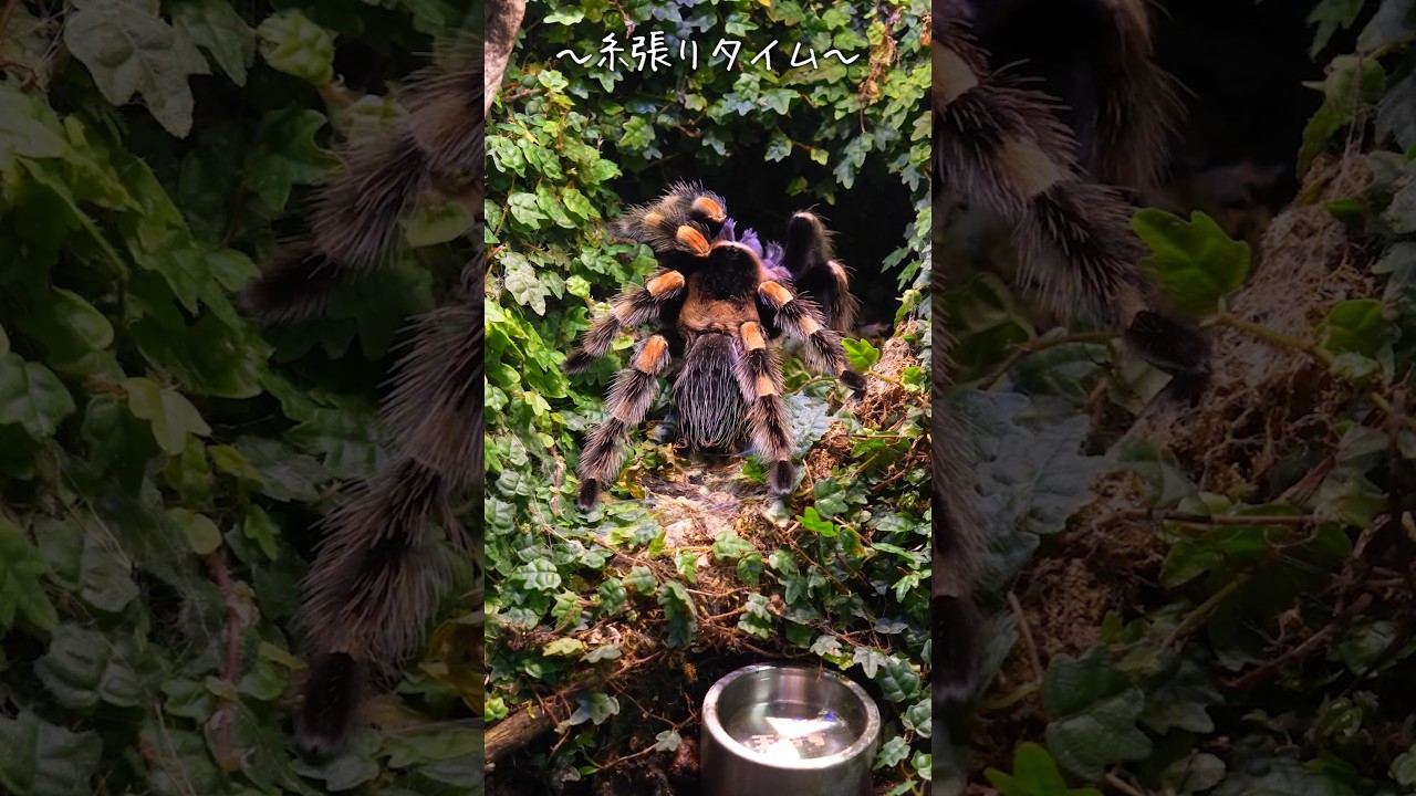 天むすとふがしのごはん #タランチュラ