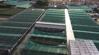 preview picture of video 'SPO-spoolivi--biggest olive tree nursery--TUSCANY-PESCIA-PISTOIA'