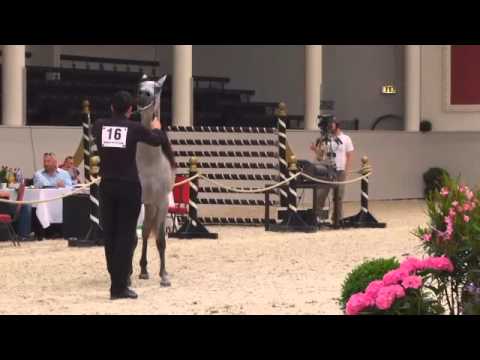 Berlin Cup Werder 2013 - Colts 2 years old (Class 7) - N.16 HAMADI AL LATIF