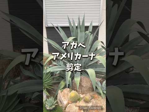 jardin-sec-plantes-moderne-galets-gris-allée-dalles-graminées-ornement