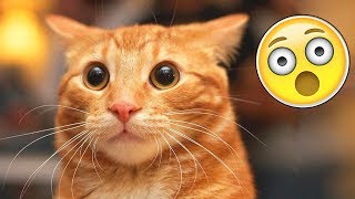 Я РЖАЛ ПОЛ ЧАСА | Смешные Коты и Собаки | ПРИКОЛЫ С ЖИВОТНЫМИ | Cute Cats