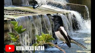 Download lagu FULL 2 jam ,terapi kacer stres macet bunyi mp3