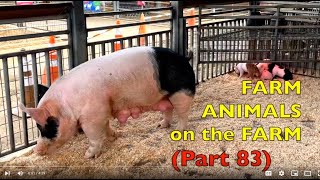 FARM ANIMALS on the FARM (Part 83)  MOTHER PIG & NEWBORN PIGLETS / Babies, Toddlers, Preschool, K-3