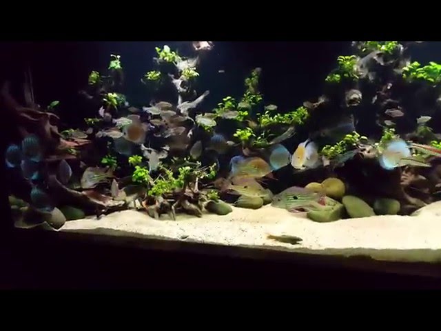 600 Gallon Planted Discus Tank- Update 28/1/16