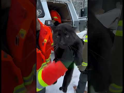 Sauvetage miraculeux en forêt 🐆❄️🐺❤️ #court