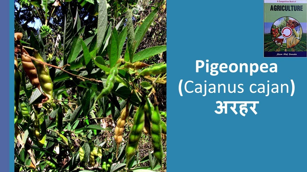 Pigeon pea cultivation