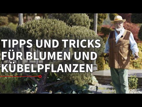 Sonnenblumen & mediterrane Kübelpflanzen | Gartln mit Starkl