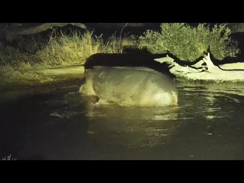 Djuma: Hippo with healing leg injury leaves the pan - 05:12 -  07/22/19