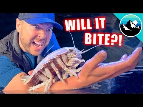 Holding a Living Alien!  Deep Sea Isopod #spacedocumentary #alien