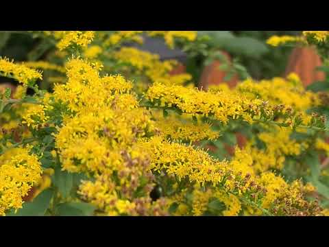 Goldenrod Plant Profile
